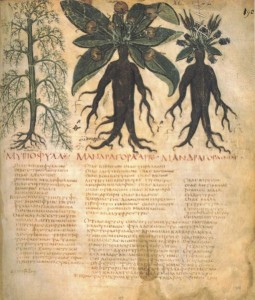 Mandragores mâle et femelle. Manuscrit Dioscurides. Neapolitanus, Biblioteca Nazionale di Napoli, début du VIIe siècle.